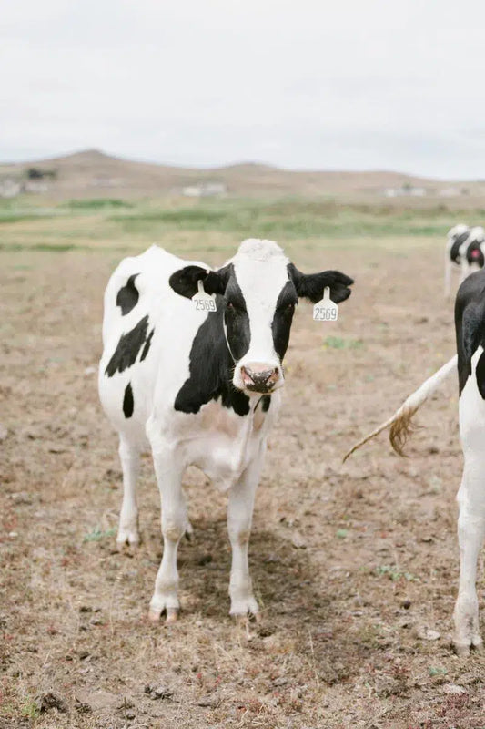 Cow in California II, by Lauren Jonas-PurePhoto