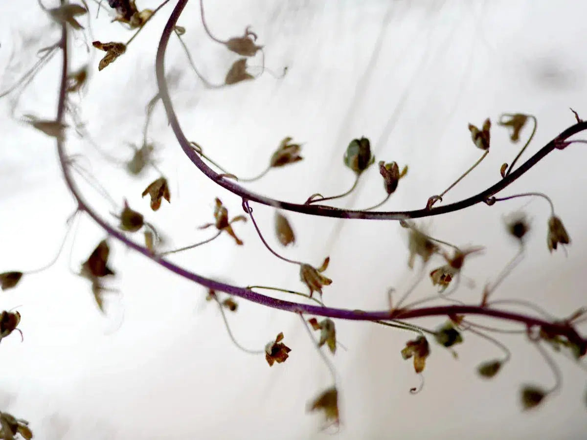 Curlique, by Nicole Katano-PurePhoto