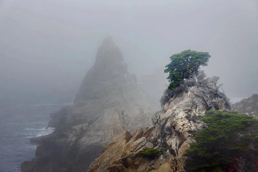 Cypress & Fog - Point Lobos, by Steven Castro-PurePhoto