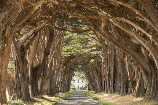 Cypress Tree Tunnel 1, by Garret Suhrie-PurePhoto
