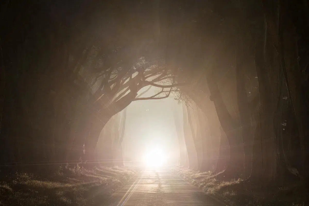 Cypress Tree Tunnel 3, by Garret Suhrie-PurePhoto