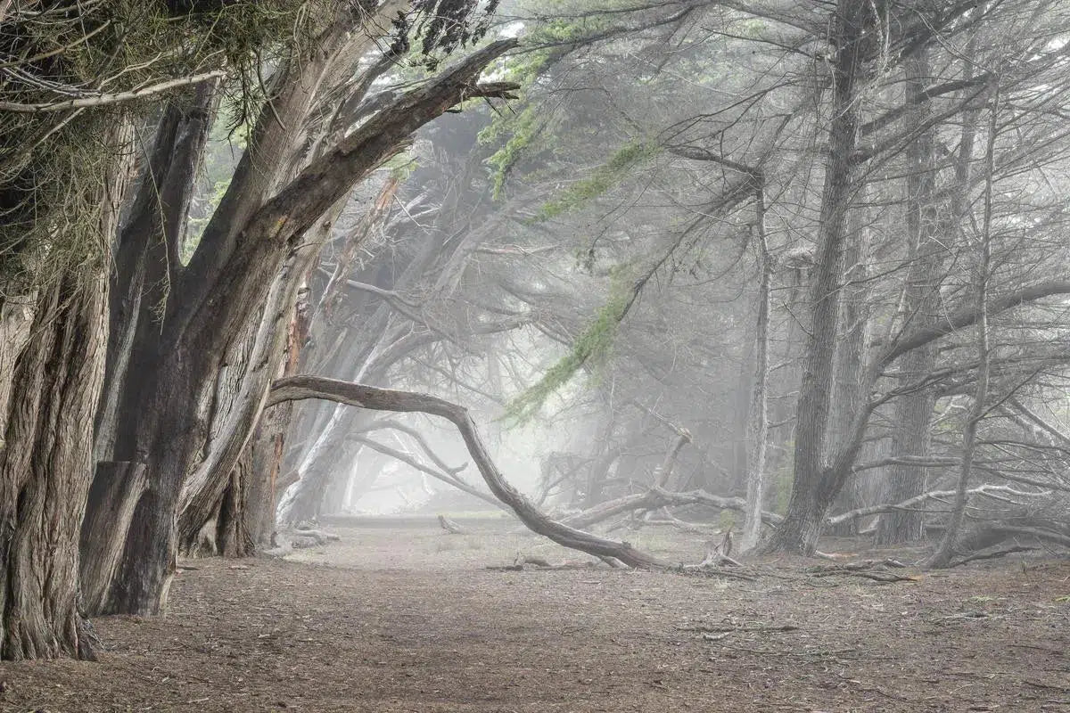 Cypress Trees in Fog Study 1 - Sea Ranch, by Steven Castro-PurePhoto