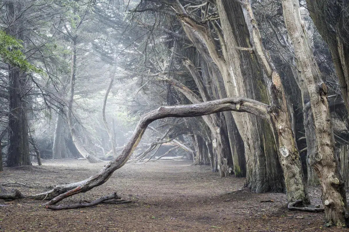 Cypress Trees in Fog Study 2 - Sea Ranch, by Steven Castro-PurePhoto