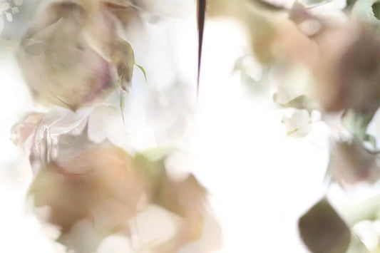 DOME, by Nicole Katano-PurePhoto