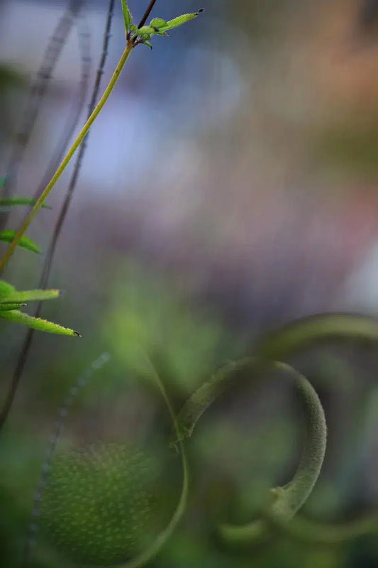 DRIZZLE, by Nicole Katano-PurePhoto