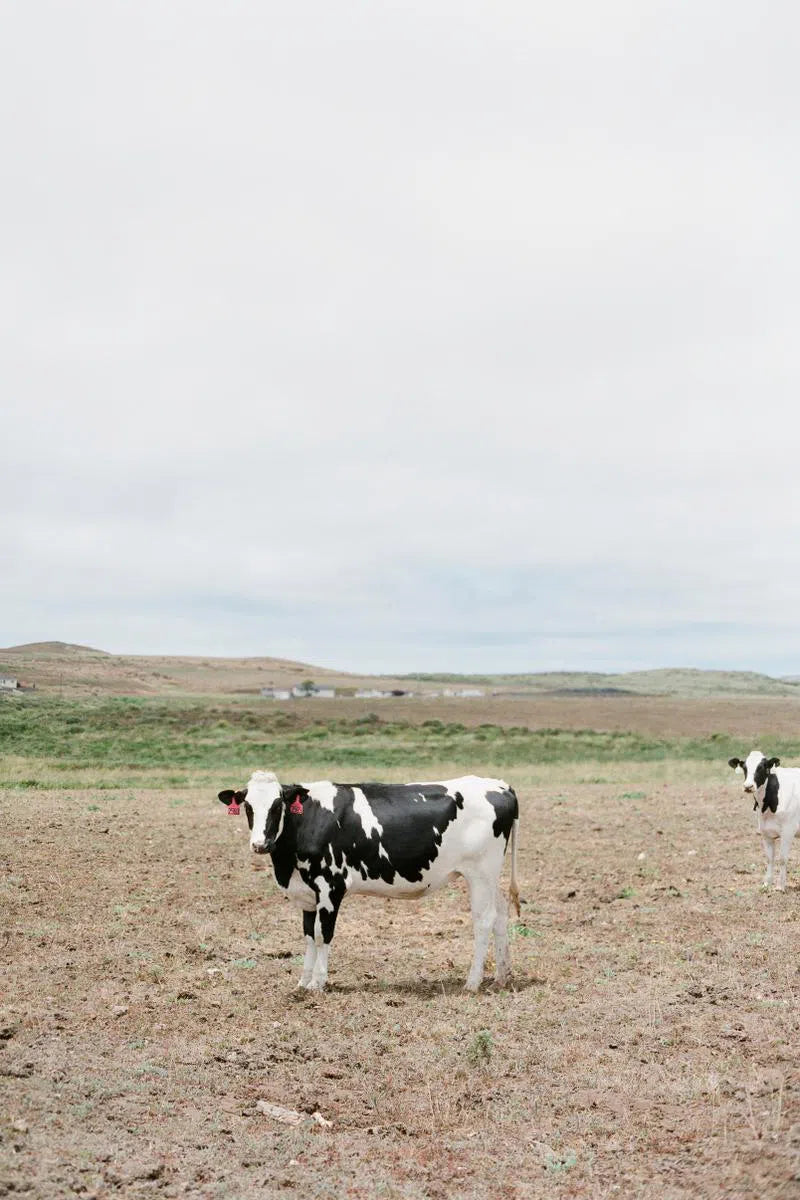 Dairy Cow in California, by Lauren Jonas-PurePhoto