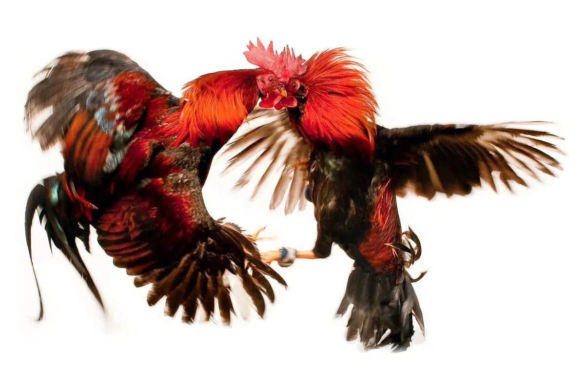 Dancers, by Alejandro Villanueva-PurePhoto