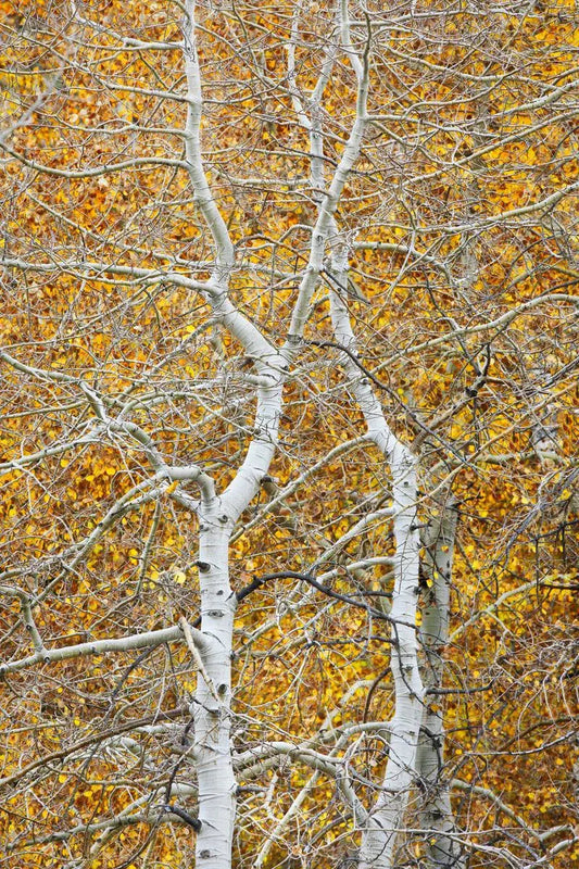 Dancing Pair of Aspens - June Lake, by Steven Castro-PurePhoto