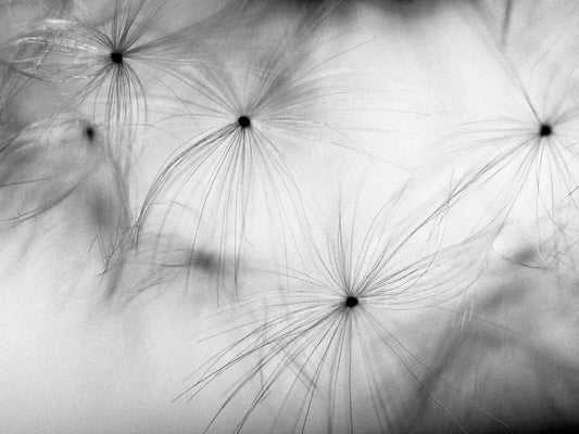 Dandilions, by Ann Dahlgren-PurePhoto