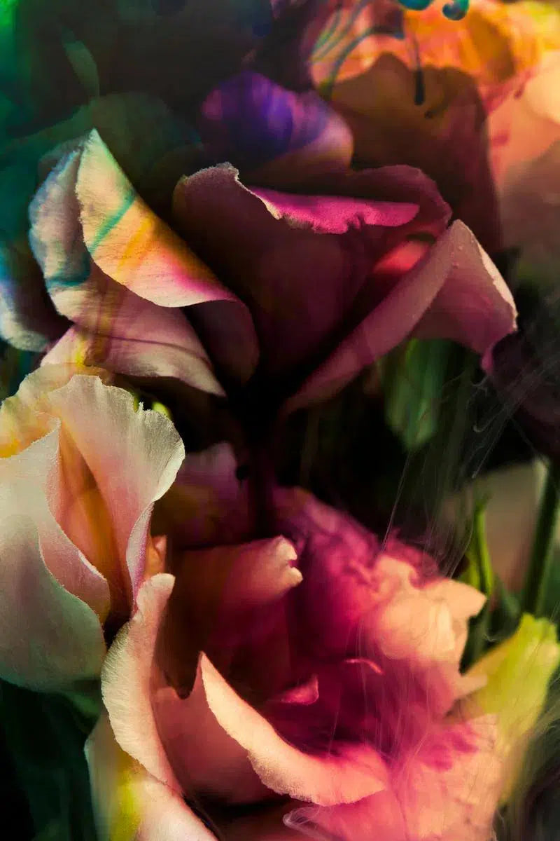 Dark Love I, by Javiera Estrada-PurePhoto