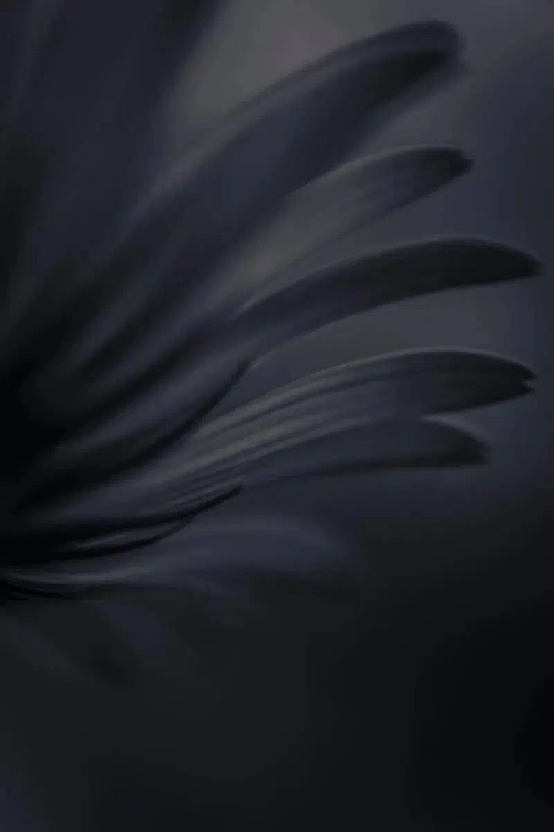 Dark flower 4, by Mats Gustafsson-PurePhoto