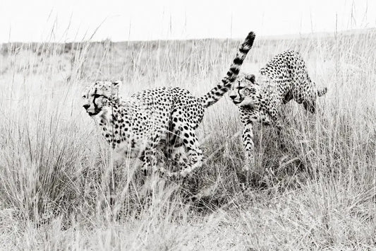 Dash, by Drew Doggett-PurePhoto