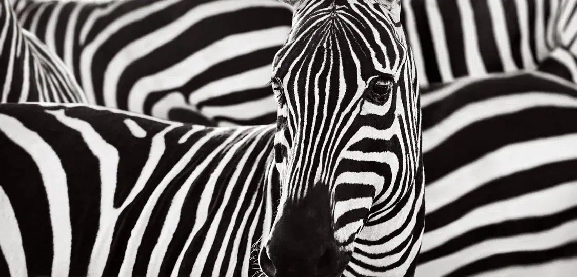 Dazzle, by Drew Doggett-PurePhoto