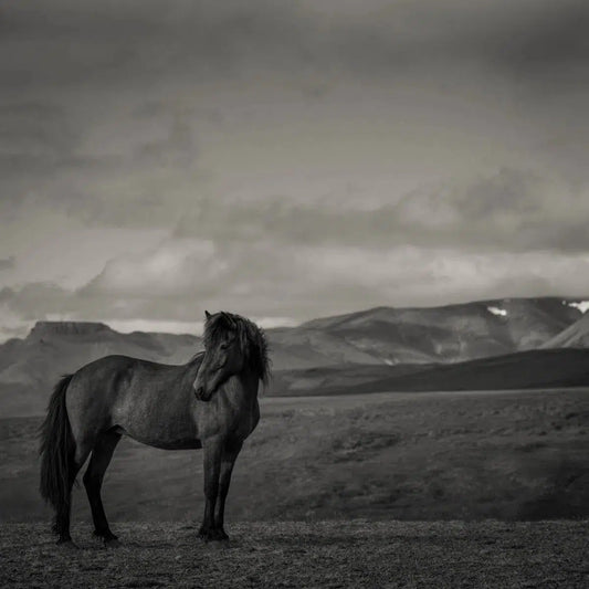 Defender, by Carys Jones-PurePhoto