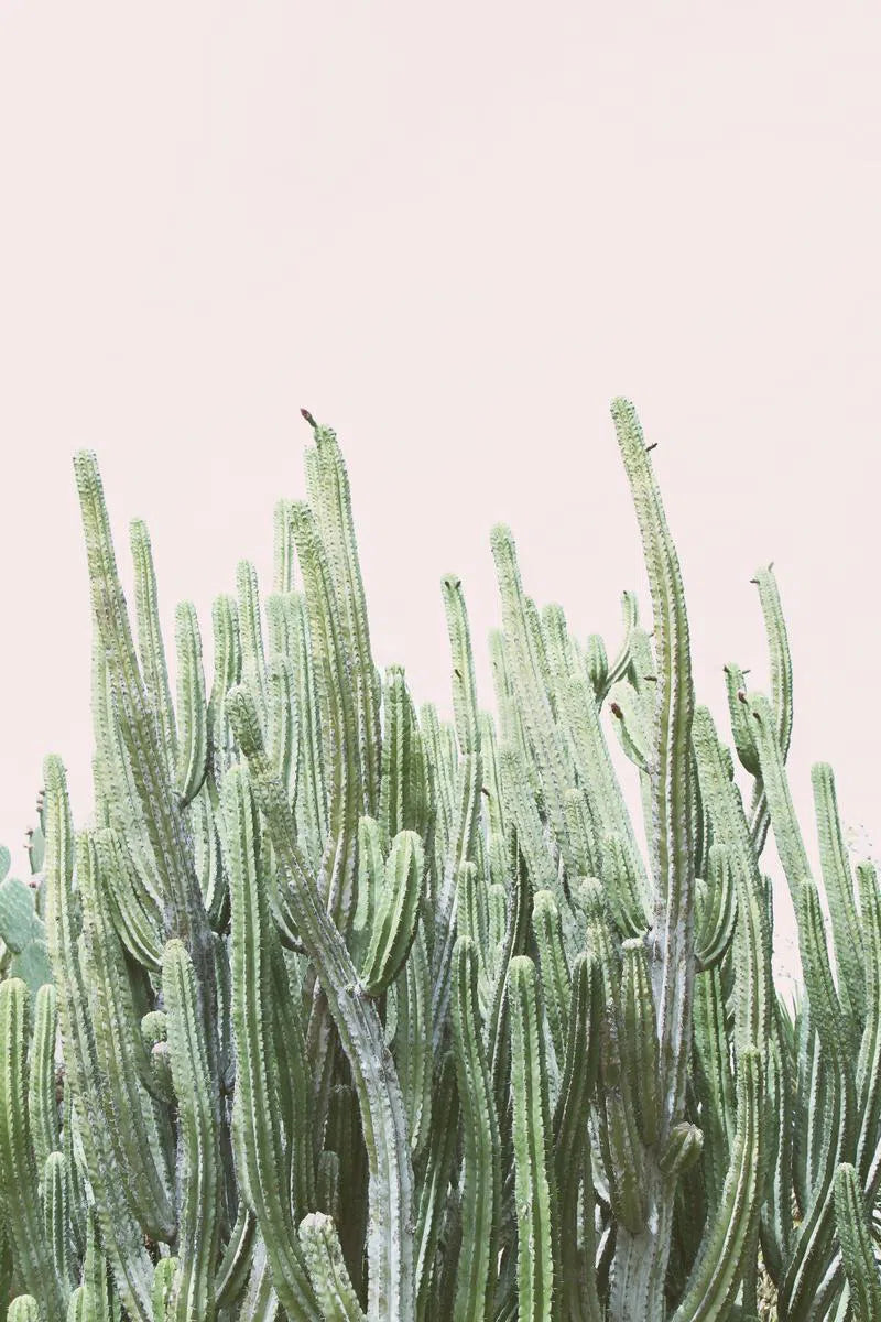 Desert Blush #1, by Irene Suchocki-PurePhoto