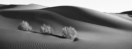 Desert Companions, by Drew Doggett-PurePhoto