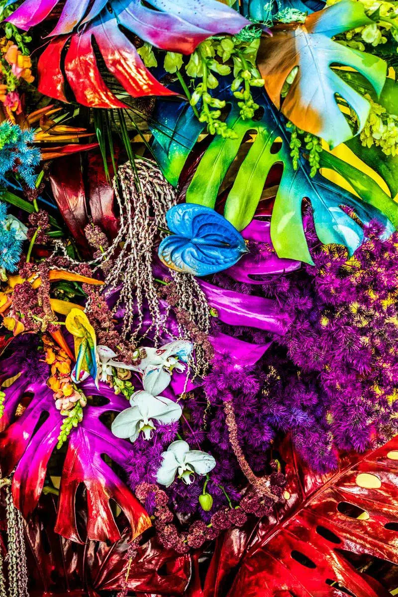 Diving into the Rainbow, by Javiera Estrada-PurePhoto