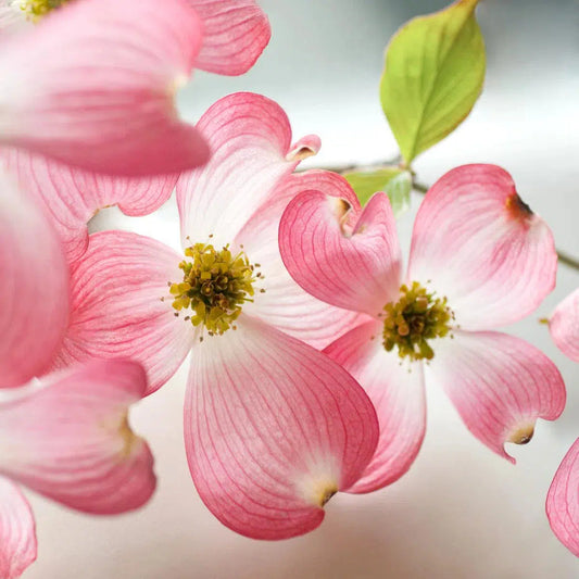 Dogwood, by Ann Dahlgren-PurePhoto
