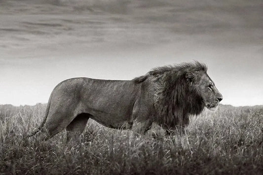 Dominion, by Drew Doggett-PurePhoto