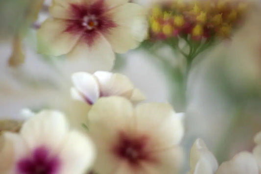 EYE LEVEL, by Nicole Katano-PurePhoto