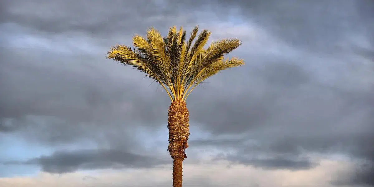 Early Morning Palm, by Linda Ruiz-PurePhoto
