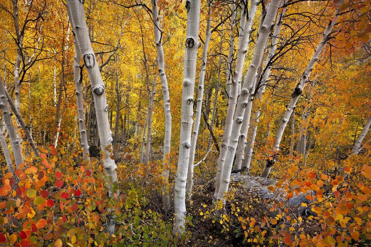 Eastern Sierra Nevada Fall Color, by Steven Castro-PurePhoto