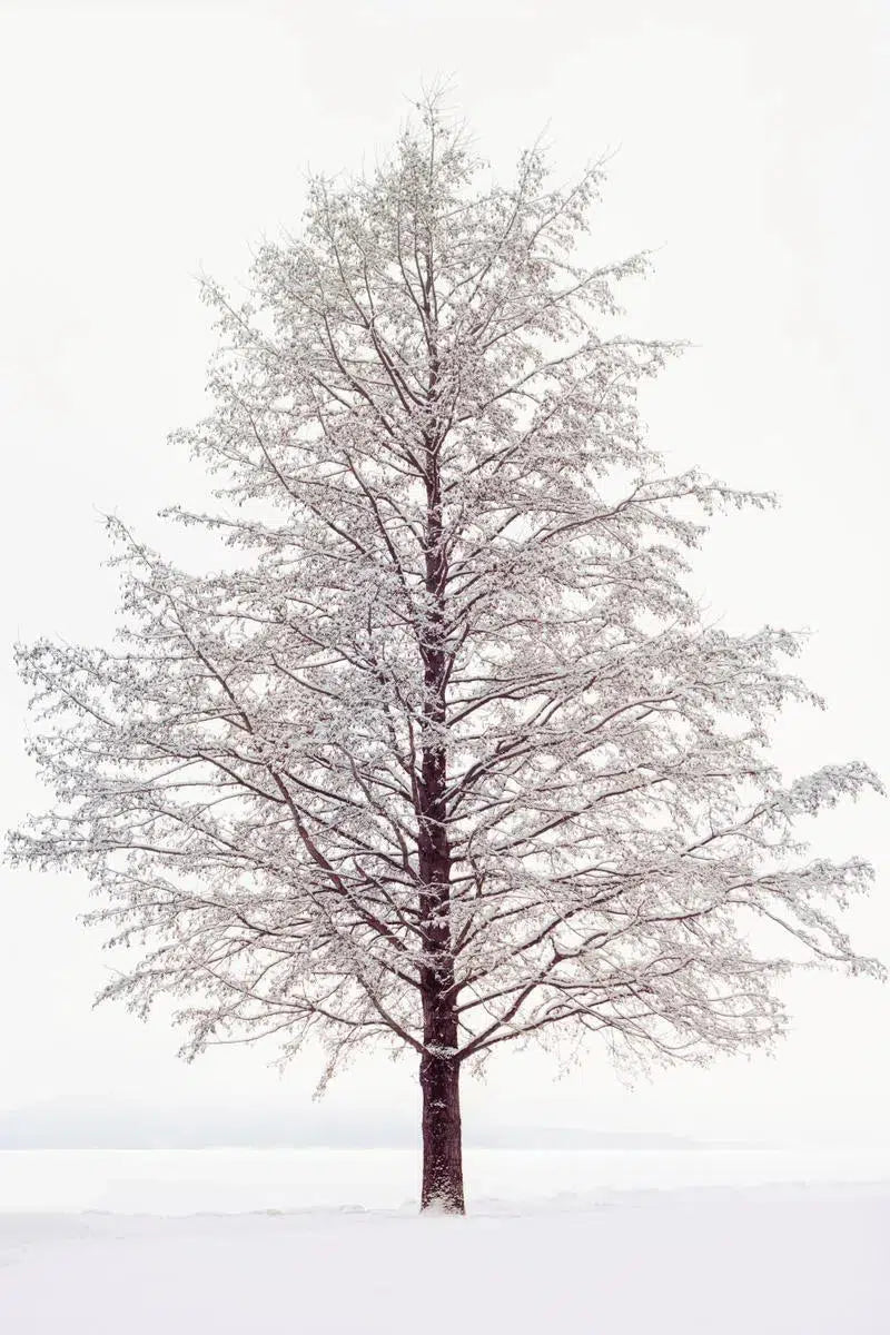 Elegant Tree, by Ari Salmela-PurePhoto