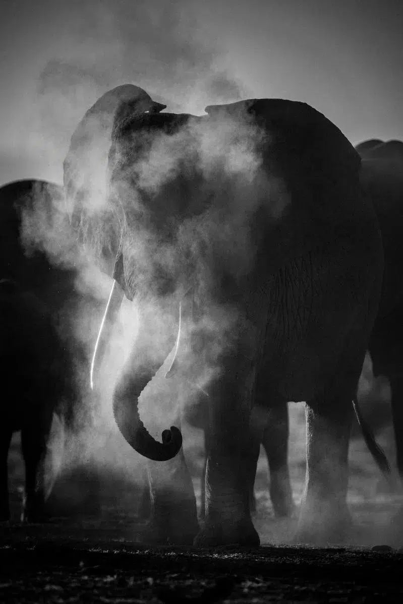 Elephant Behind Dust, by Laurent Baheux-PurePhoto