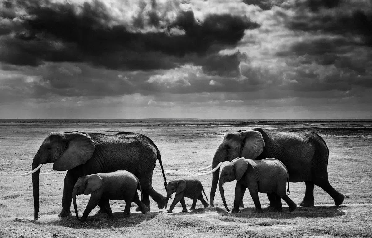 Elephant Calf Between Adults, Kenya, by Laurent Baheux-PurePhoto