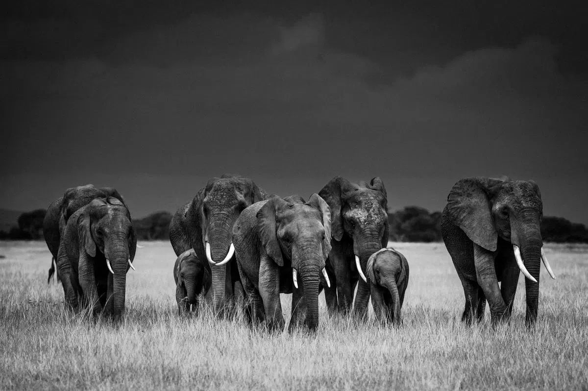 Elephant Family, Amboseli Kenya, by Laurent Baheux-PurePhoto