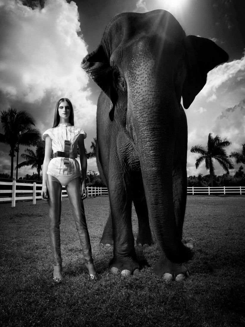 Animal Costars
