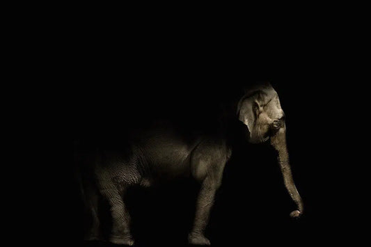 Elephant, by Michael Duva-PurePhoto