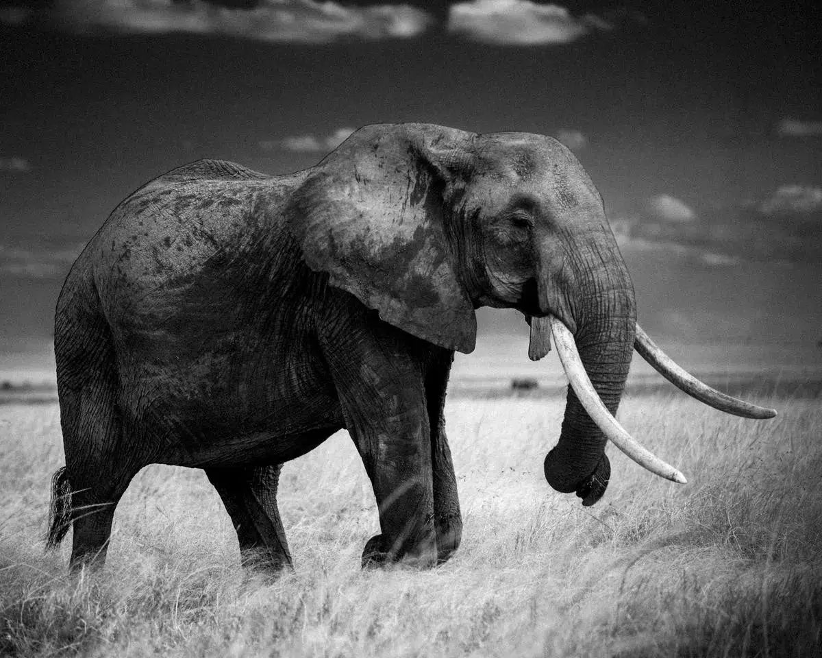 Elephant in Dry Grass, Kenya, by Laurent Baheux-PurePhoto