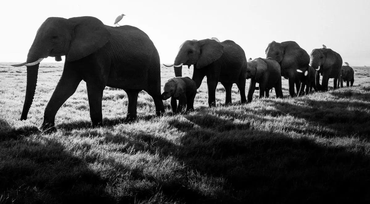 Elephants Family Crossing, Amboseli, Kenya, by Laurent Baheux-PurePhoto
