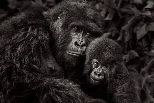 Embrace, by Drew Doggett-PurePhoto