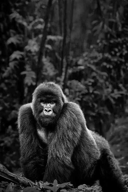 Emperor, by Drew Doggett-PurePhoto