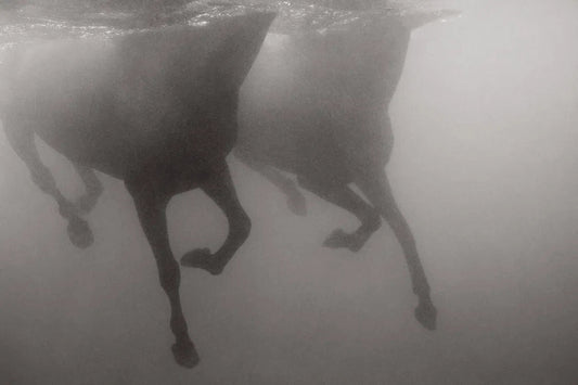 Ensemble, by Drew Doggett-PurePhoto
