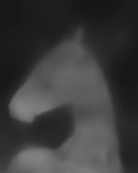 Equus Umbra II, by Carys Jones-PurePhoto