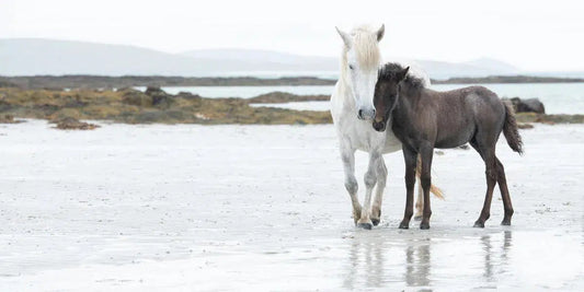 Eriskay Mare & Foal, by Carys Jones-PurePhoto