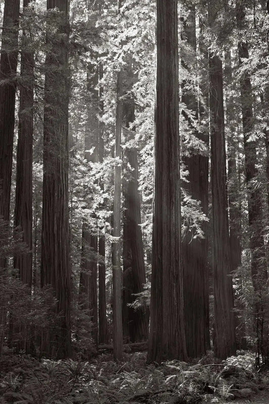 Eternal Grove, by Drew Doggett-PurePhoto