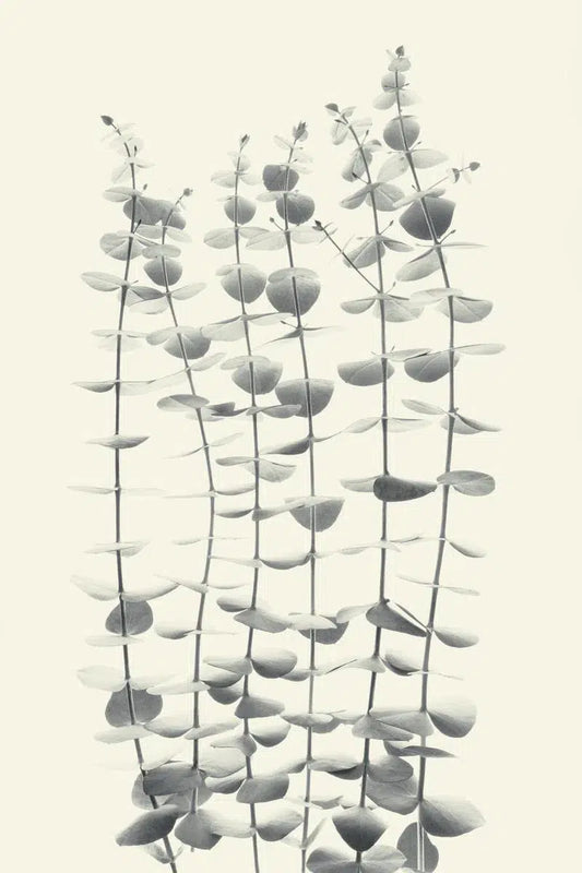 Eucalyptus Study #13, by Paul Edmondson-PurePhoto