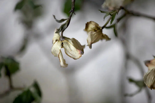 FAMILY TREE, by Nicole Katano-PurePhoto