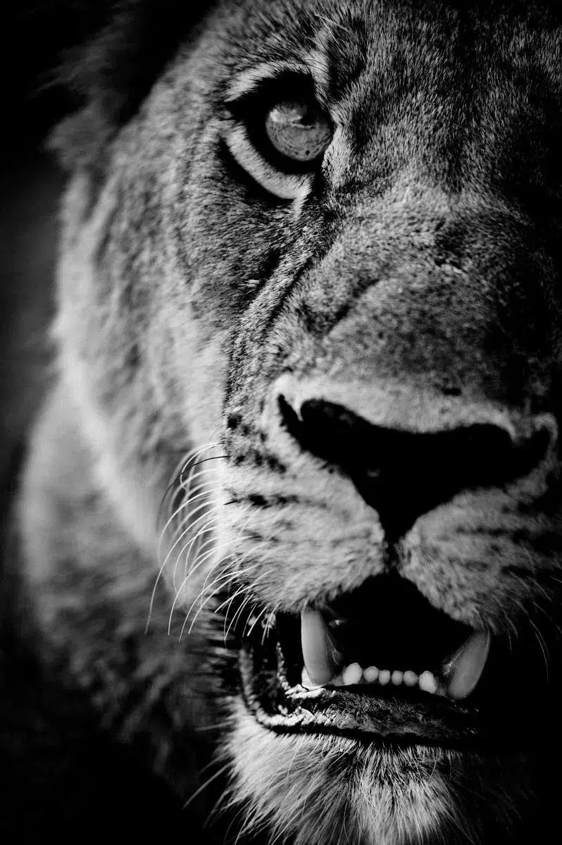 Face of the Lioness, by Laurent Baheux-PurePhoto