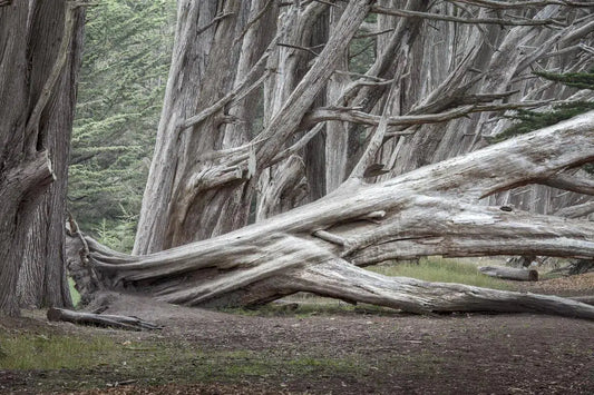 Fallen Cypress Tree - Moss Beach, by Steven Castro-PurePhoto