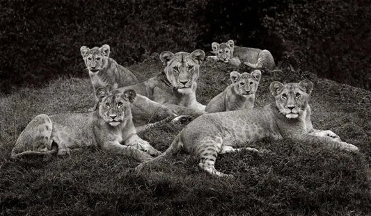 Family Affair, by Drew Doggett-PurePhoto