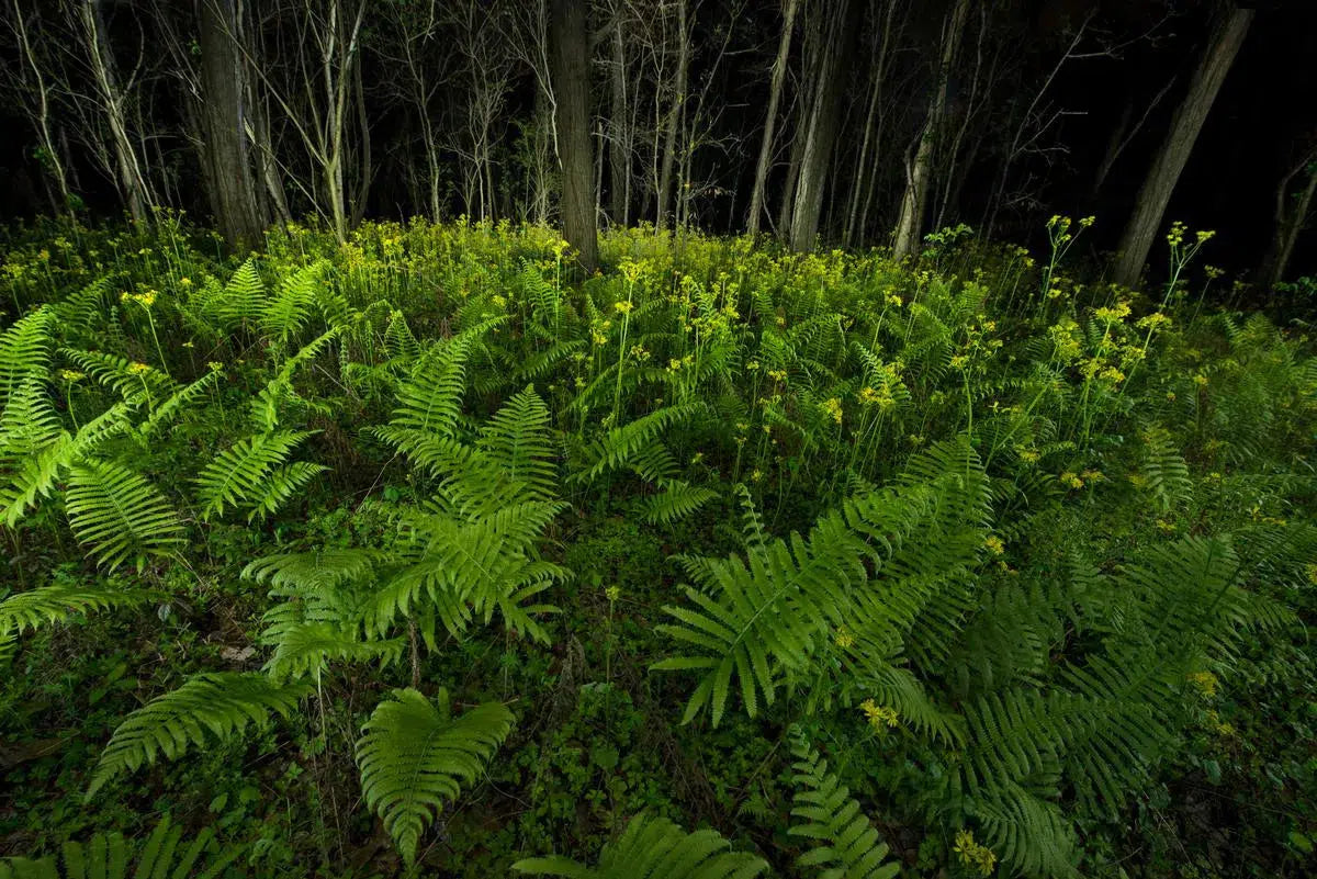 Field of Ferns, by Garret Suhrie-PurePhoto