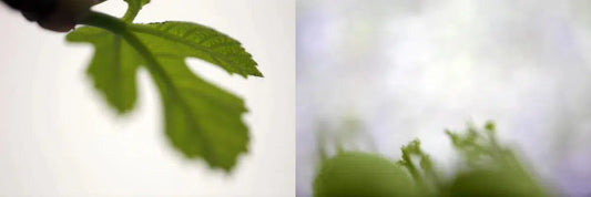 Fig, by Nicole Katano-PurePhoto
