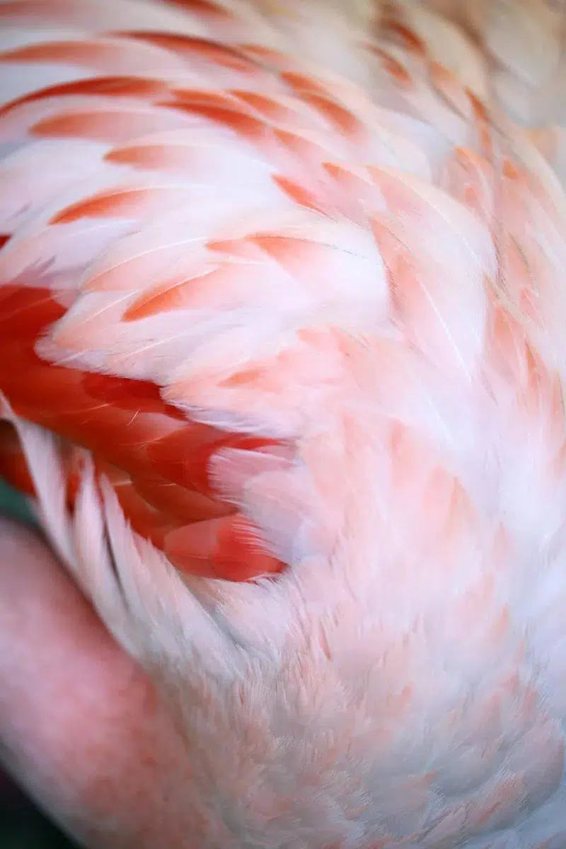 Flamingo #5, by Alicia Bock-PurePhoto