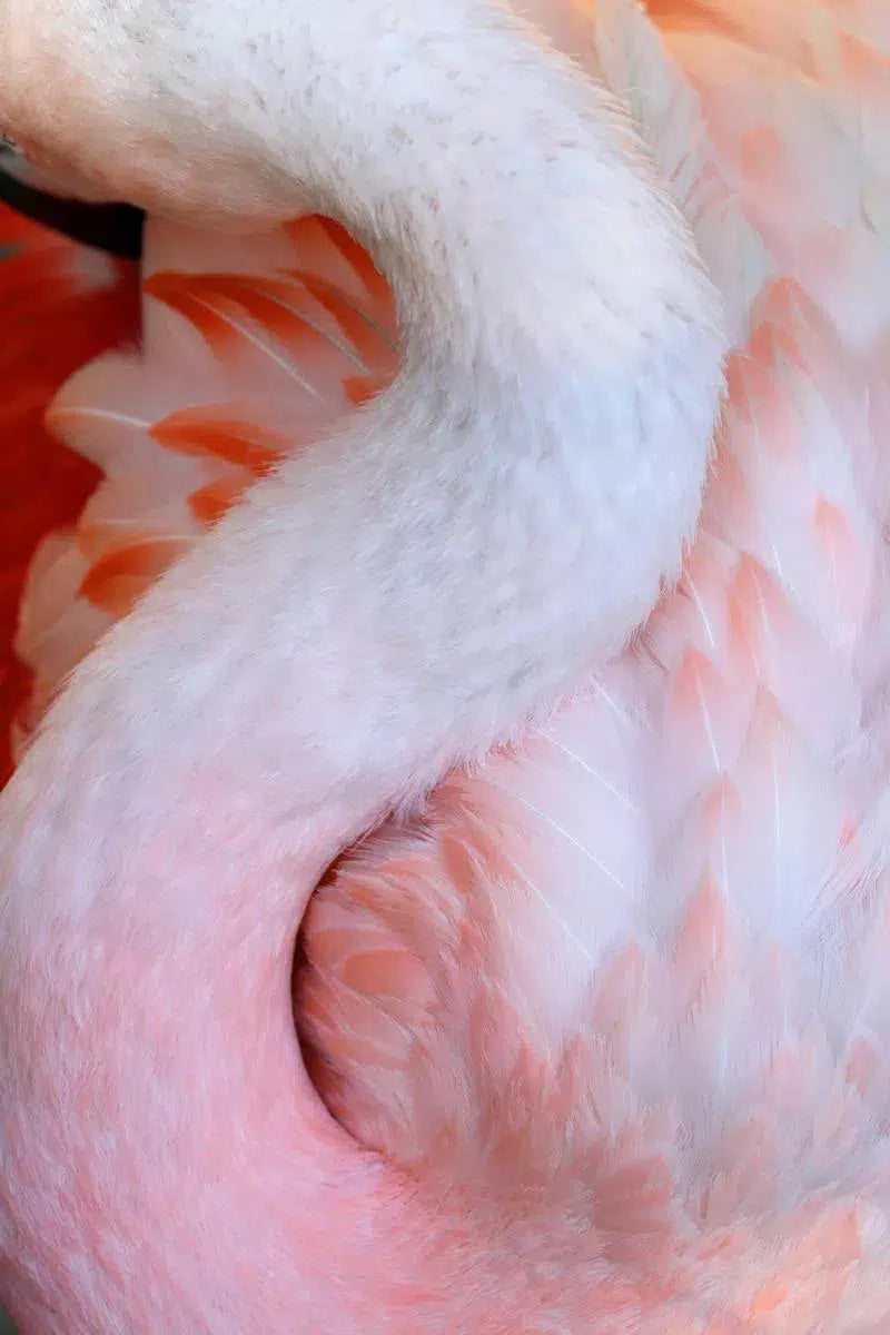 Flamingo #8, by Alicia Bock-PurePhoto