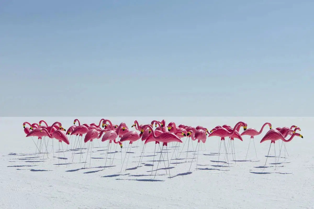 Flamingo Gathering, by Paul Edmondson-PurePhoto